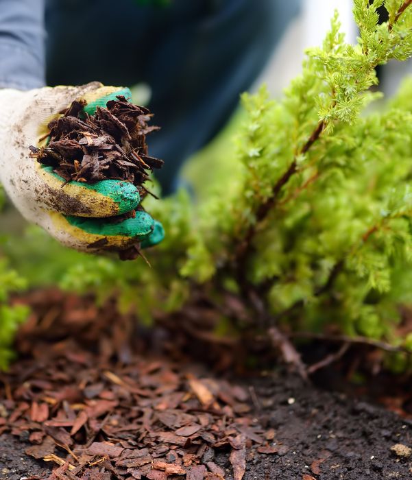 A person wearing gloves is lifting mulch from a garden bed, preparing to spread it around plants.