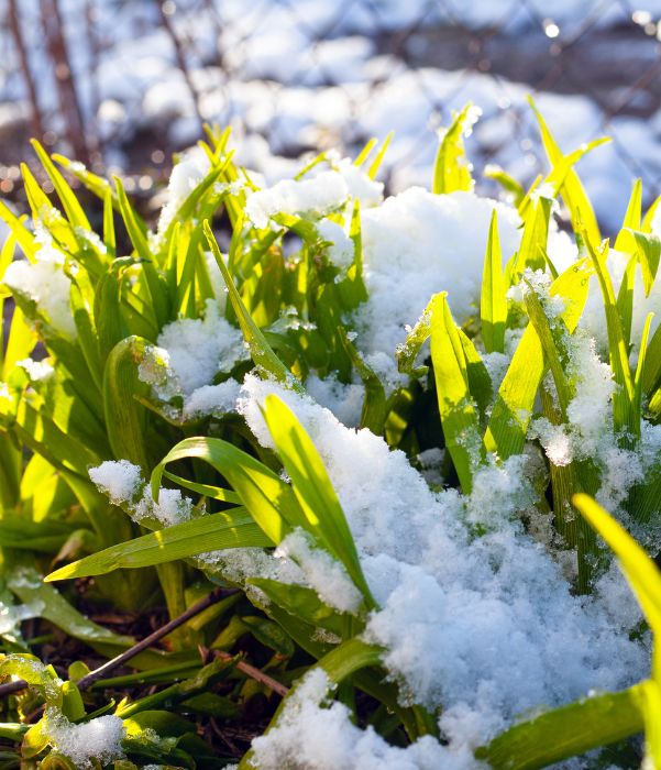 Fresh spring snow blankets green grass, creating a serene contrast of white and vibrant green hues.