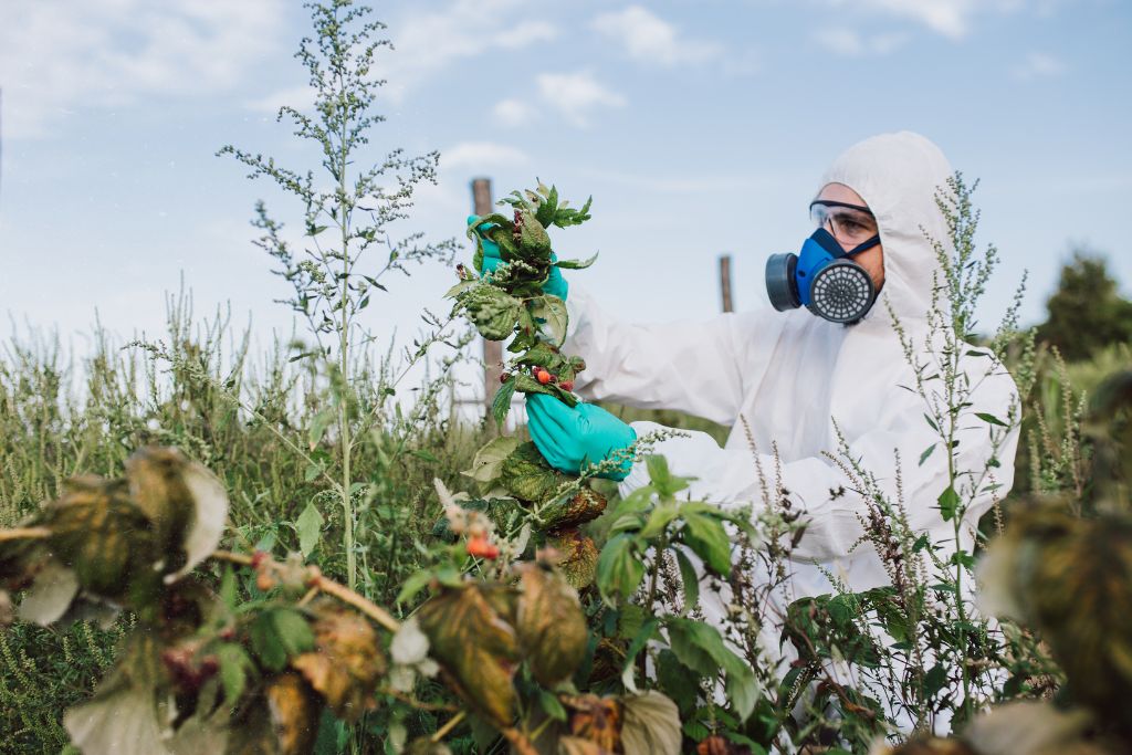 harvesting plants, demonstrating safety measures