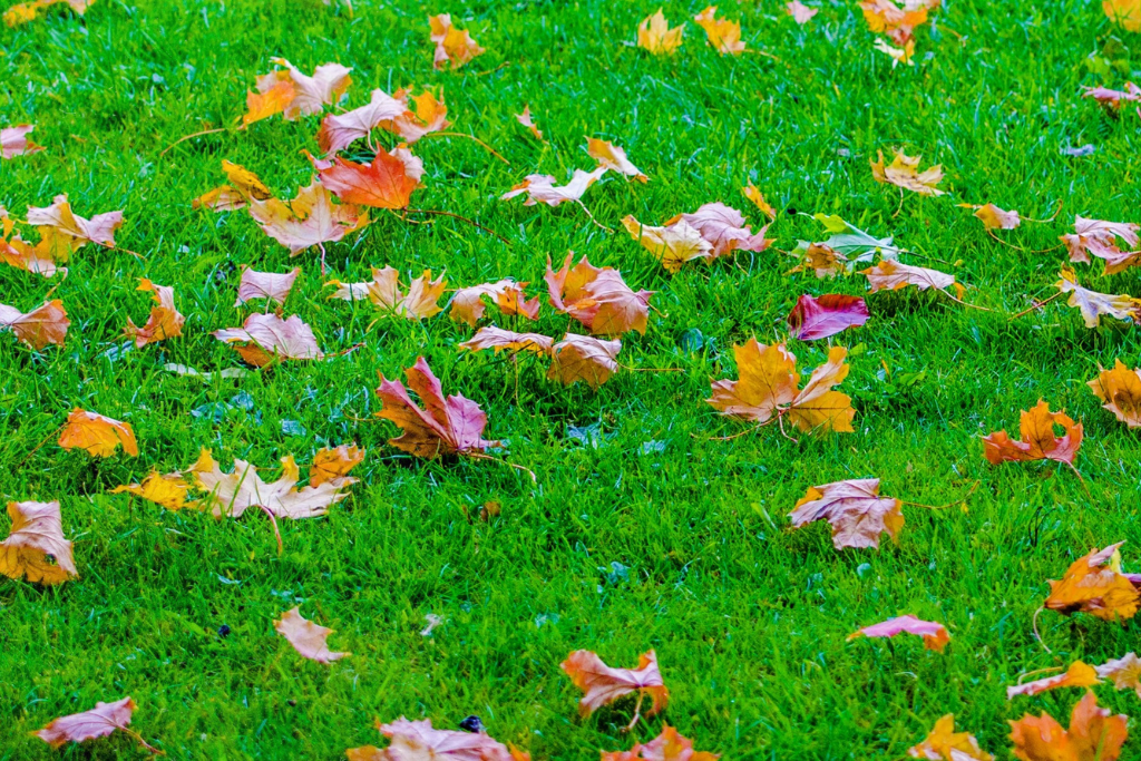 fallen autumn leaves on grass