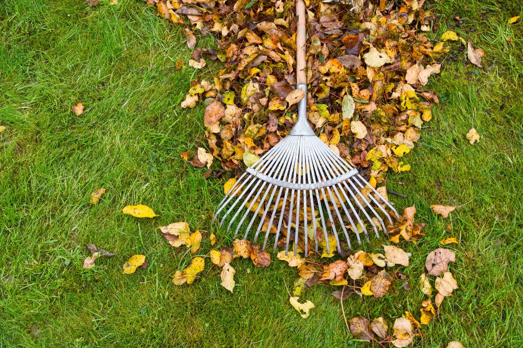 collection of fallen leaves in various shades.