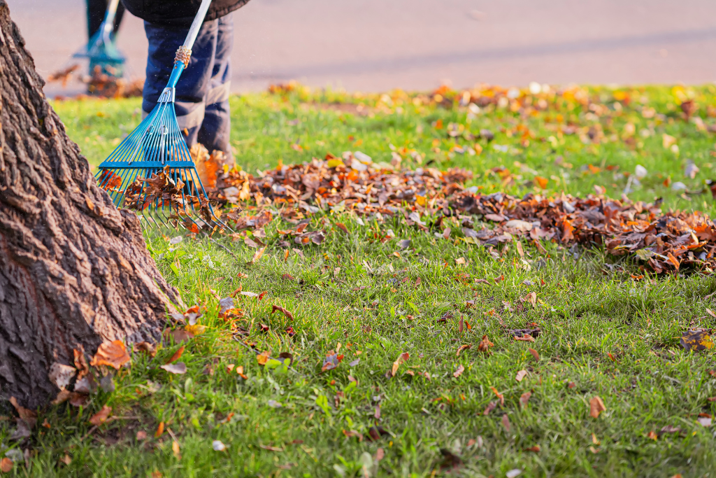 Person sweeping fallen leaves 