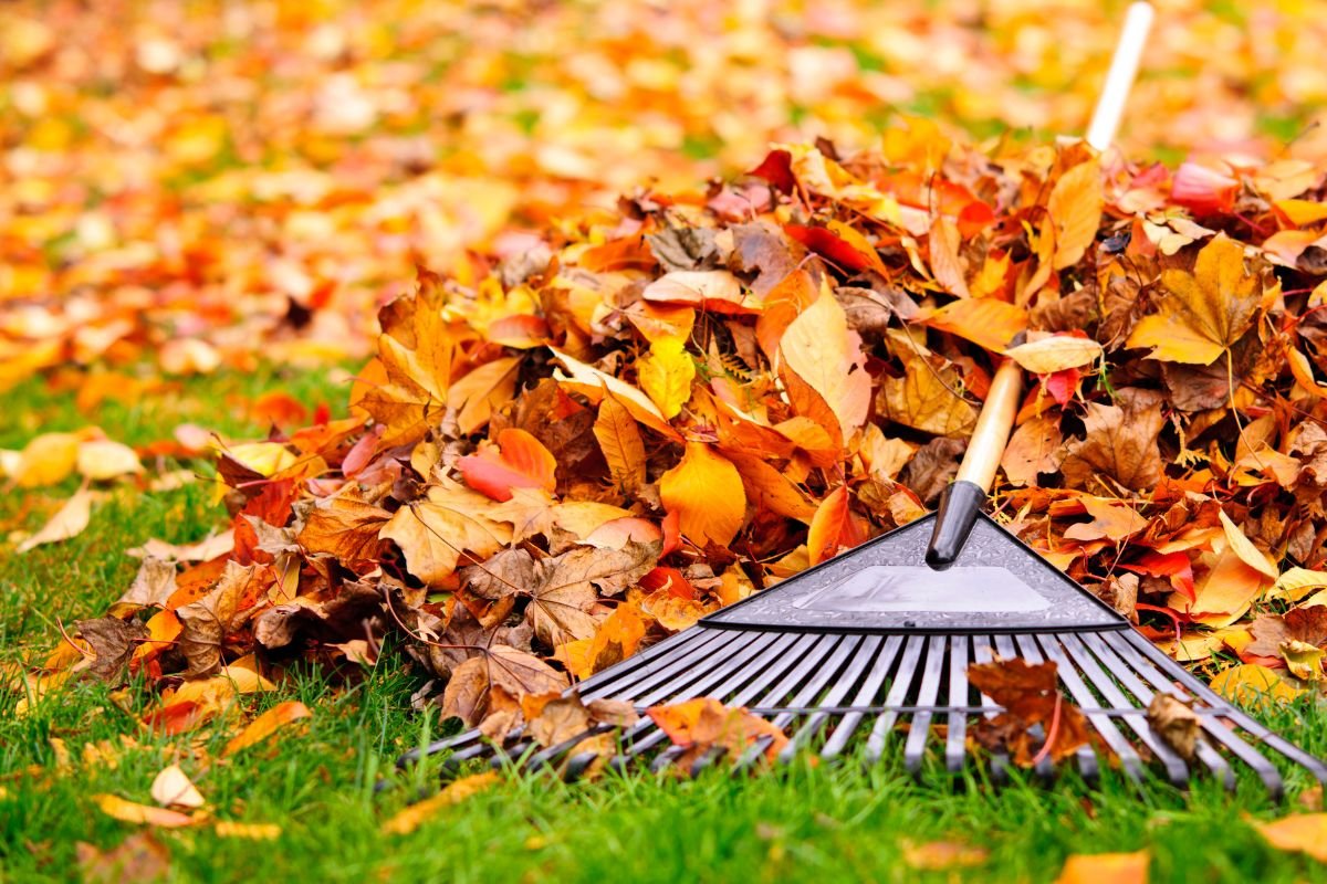 A rake surrounded by fallen leaves on a well-maintained grassy area with rotate brush.