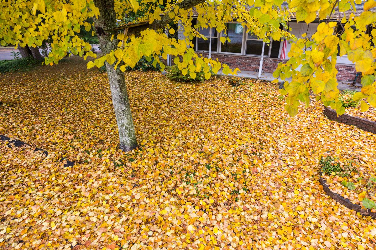 Orlando’s Ultimate Guide to Leaf Removal Equipment: Costs & Choices